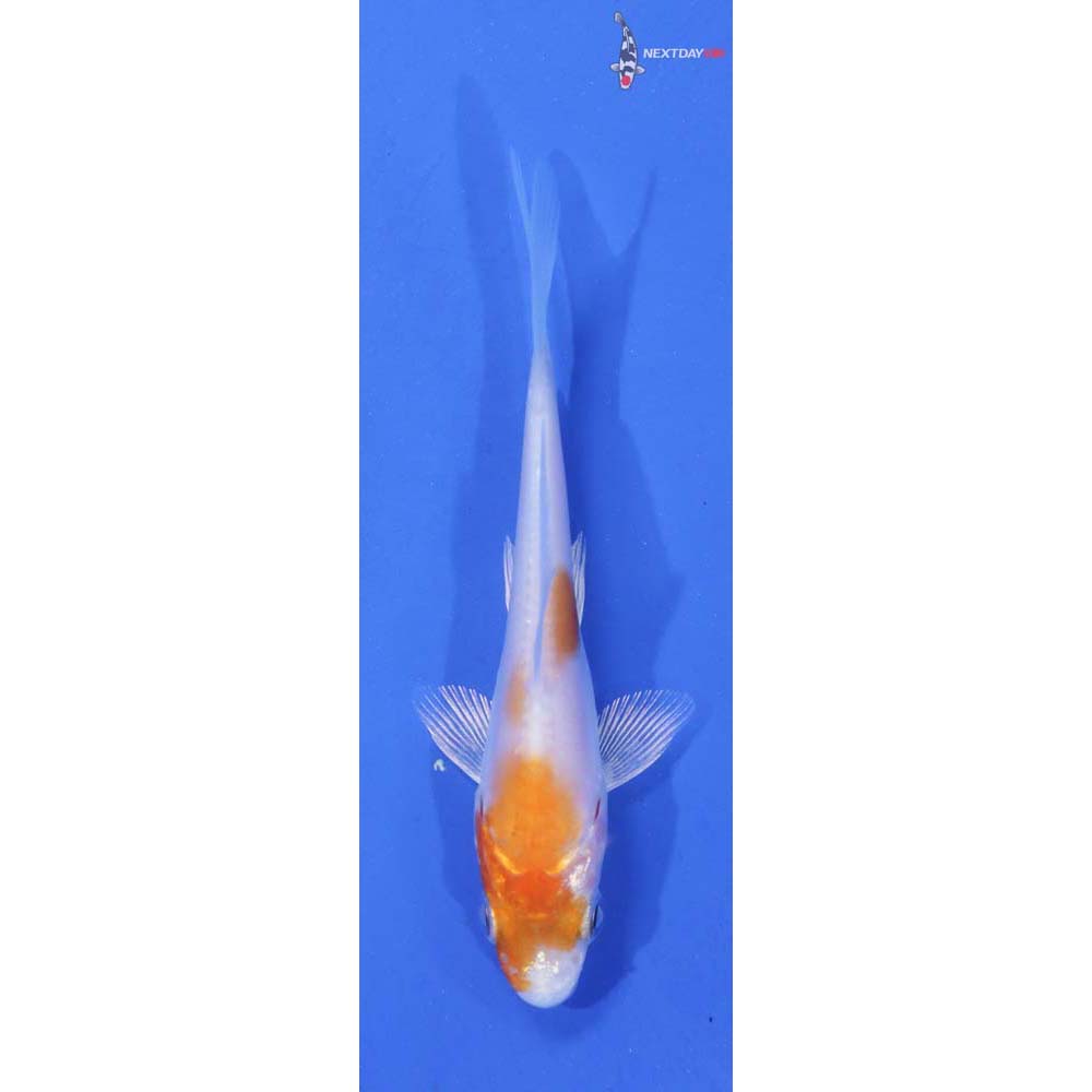 3” Imported Doitsu Hariwake