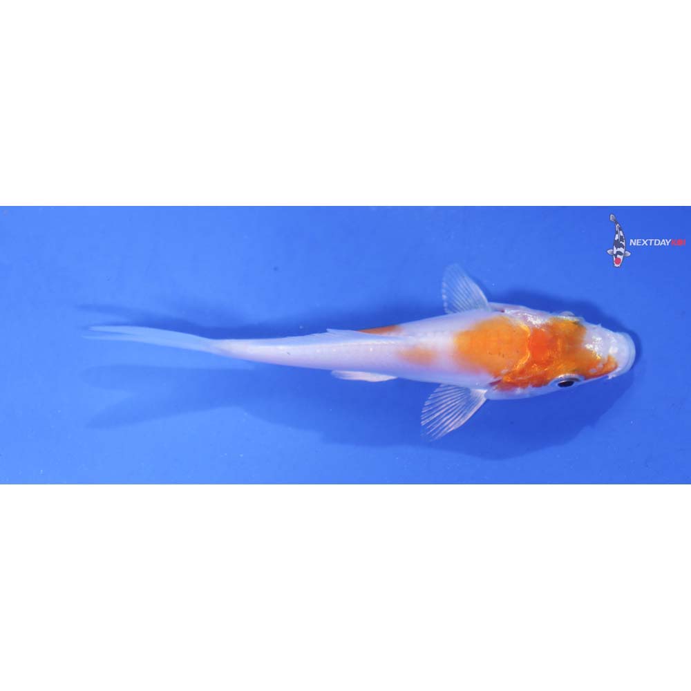 3” Imported Doitsu Hariwake