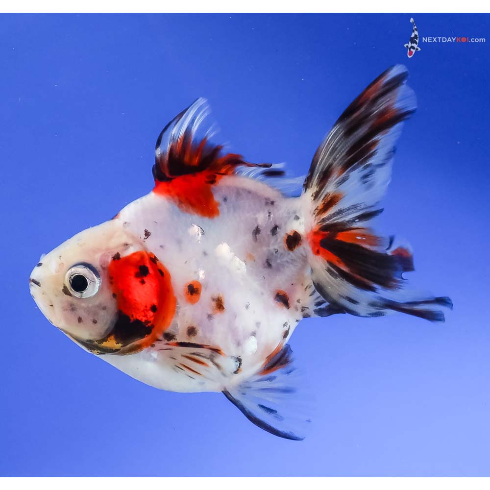 4” Imported Calico Ryukin