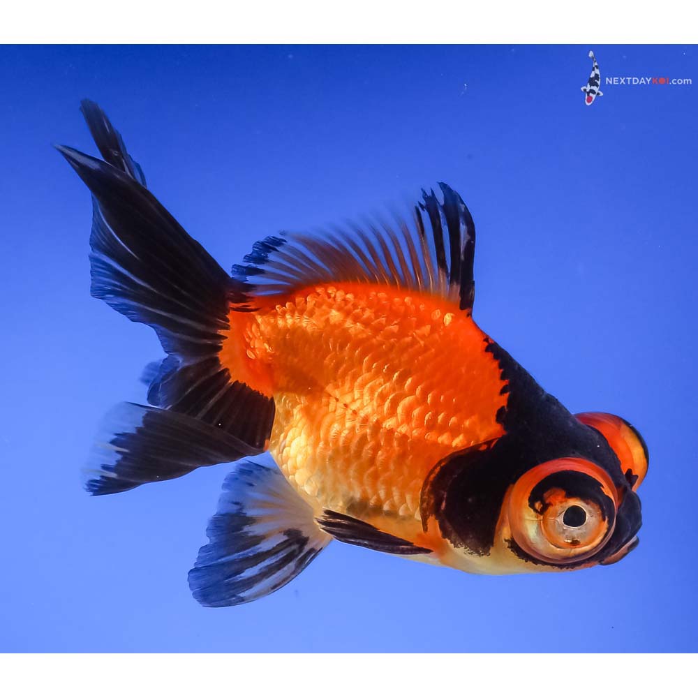 4.5” Imported Red and Black Telescope Fantail