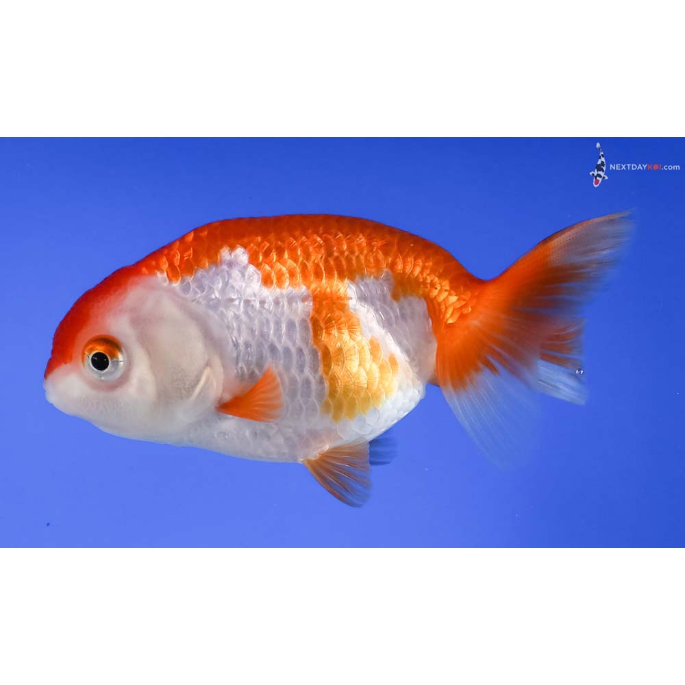 3.5” Imported Red and White Ranchu 
