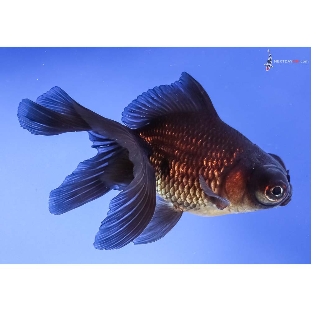 4” Imported Black Telescope Fantail