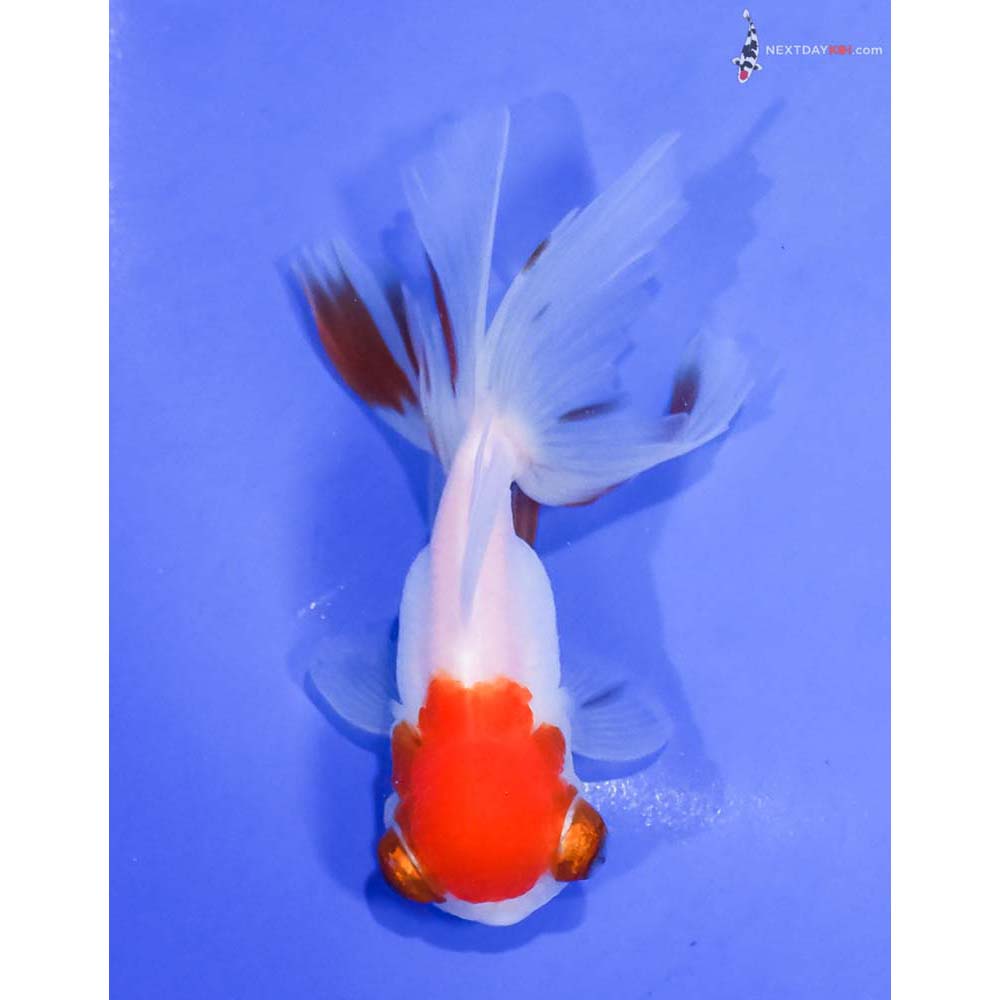 4” Imported Red and White Telescope Fantail