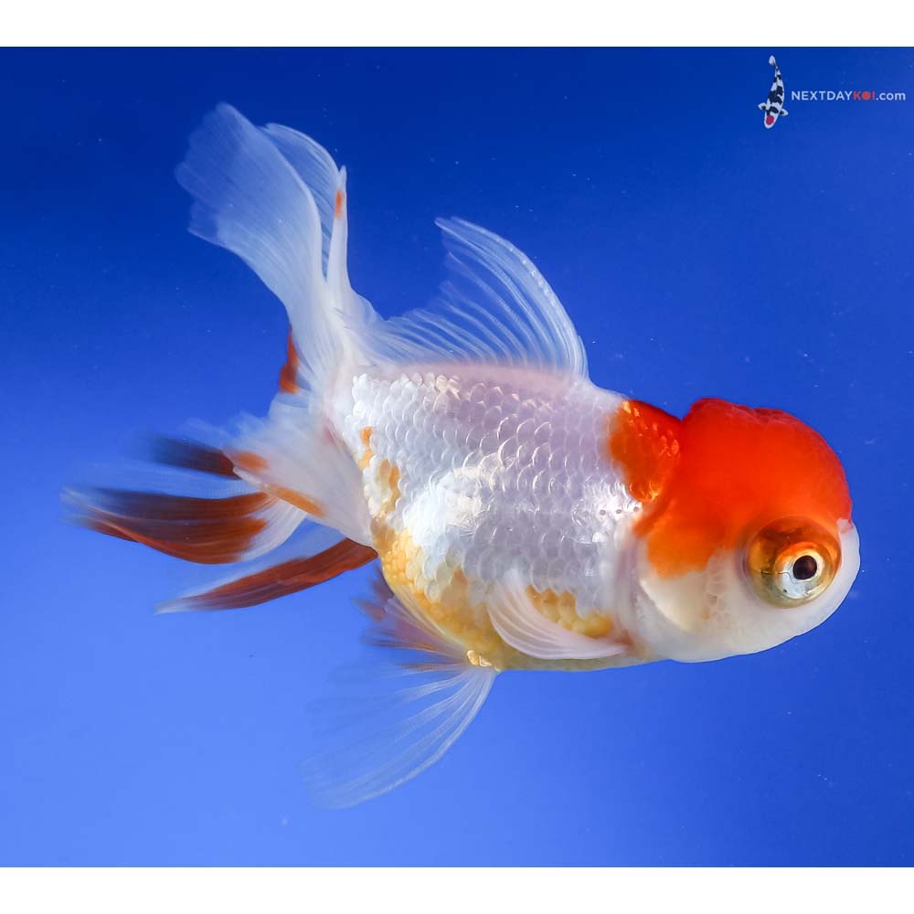 4” Imported Red and White Telescope Fantail