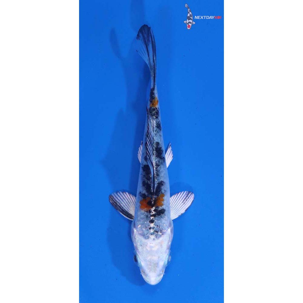 3” Imported Yamato Nishiki