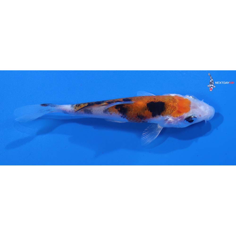 3” Imported Sanke