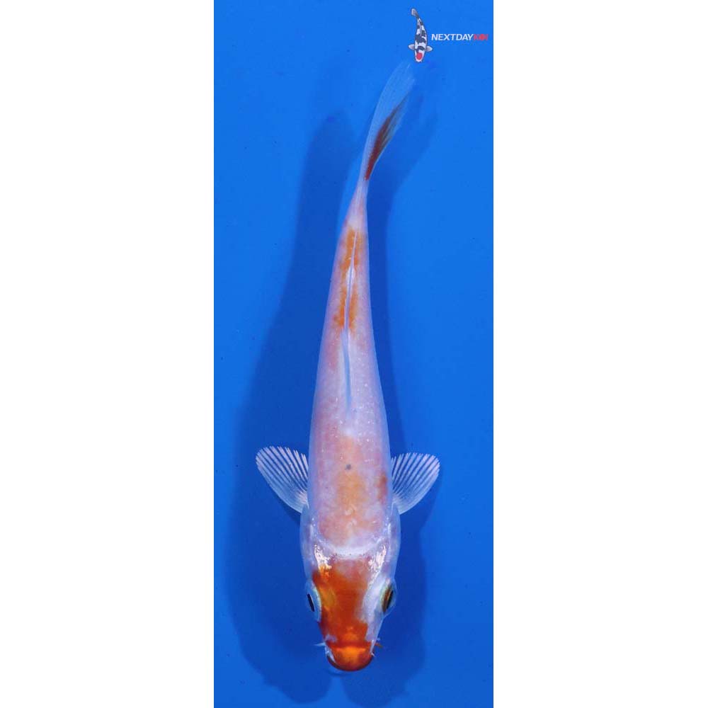 3” Imported Hariwake
