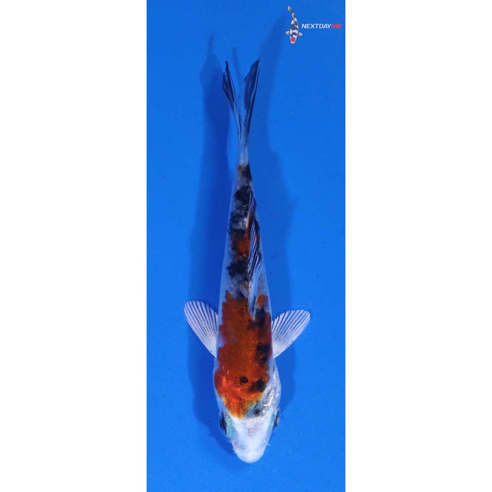 3” Imported Yamato Nishiki