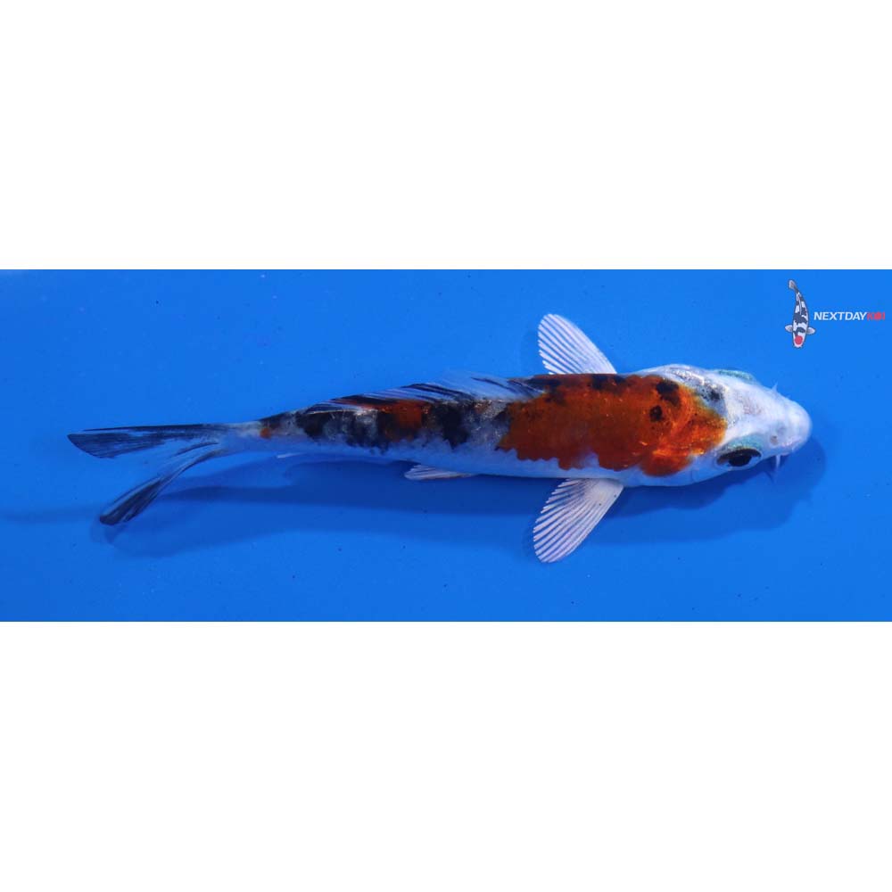 3” Imported Yamato Nishiki