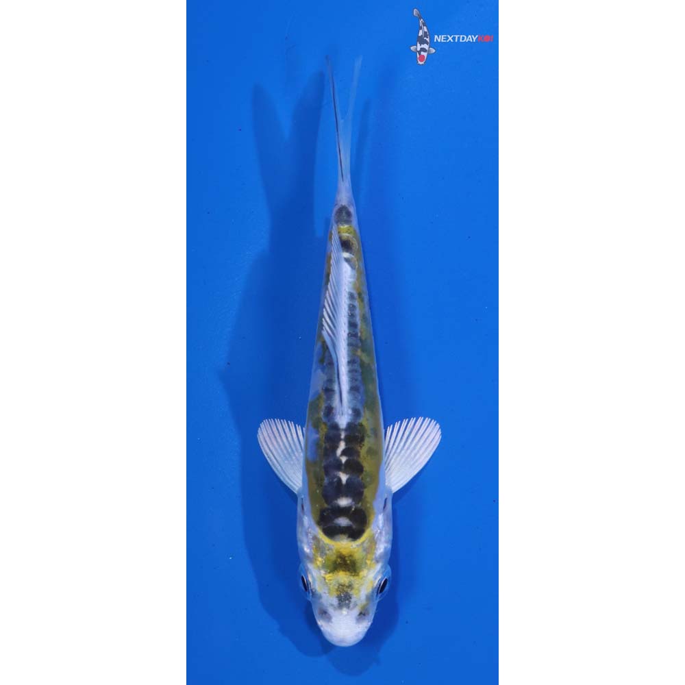 3” Imported Doitsu Kujaku