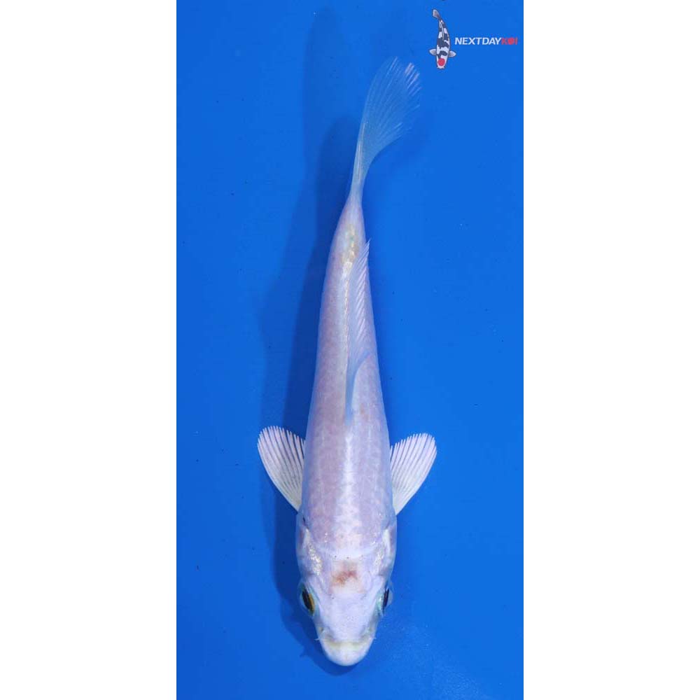 3” Imported Platinum Ogon