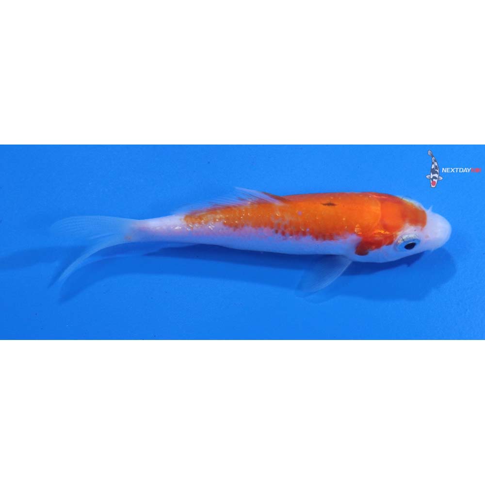 3” Imported Kohaku