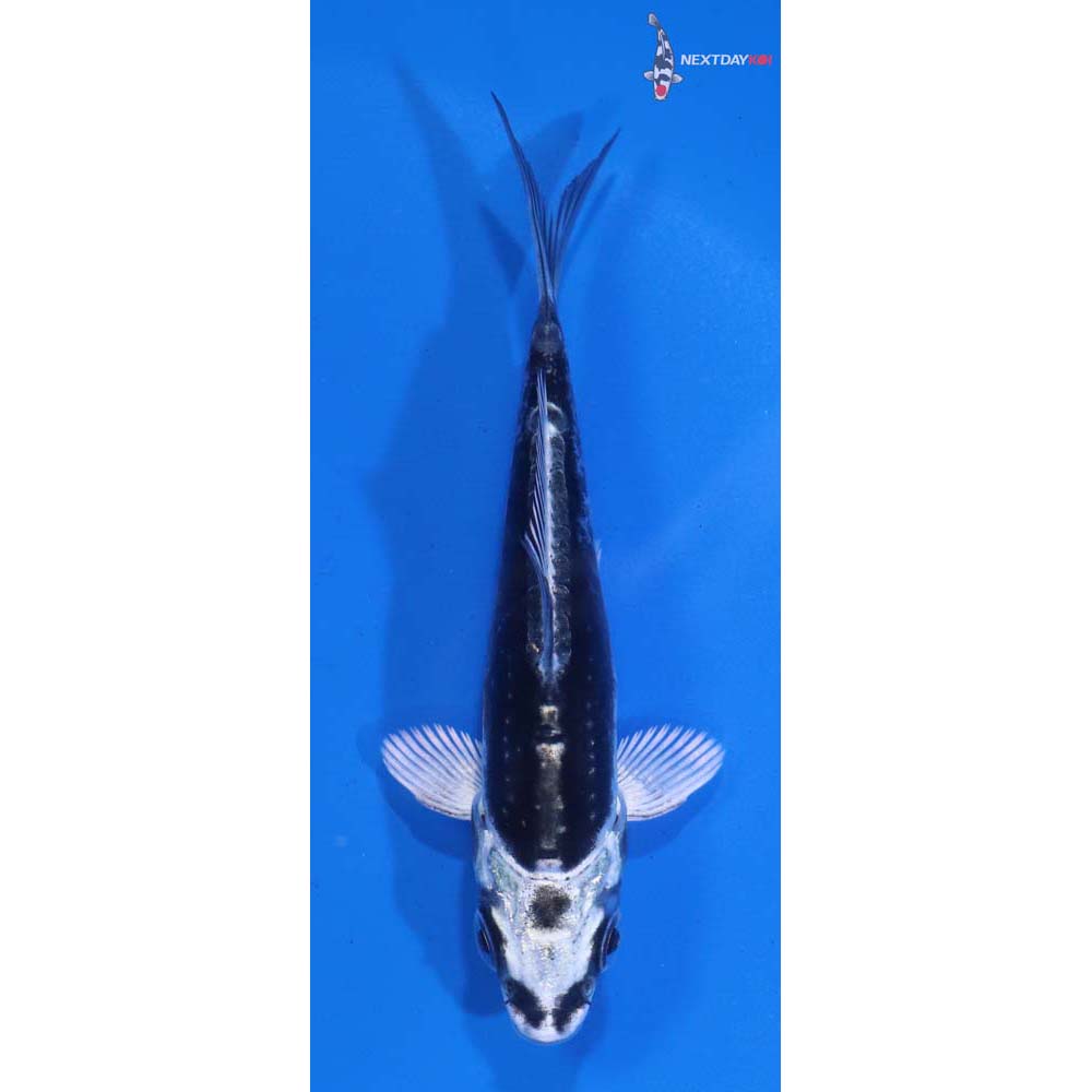 3” Imported Kin Kikokuryu