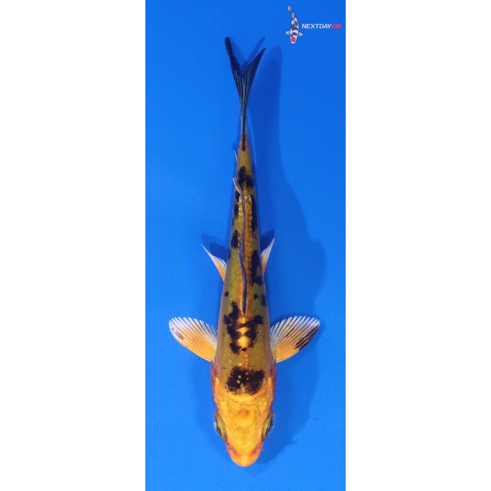 3.5” Imported Doitsu Kin Aka Bekko