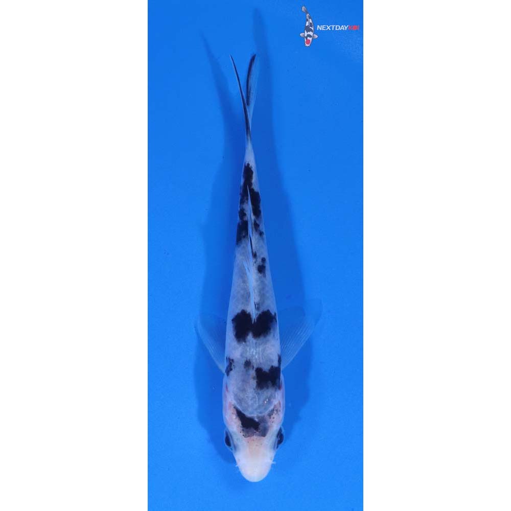 3.5” Imported Shiro Bekko