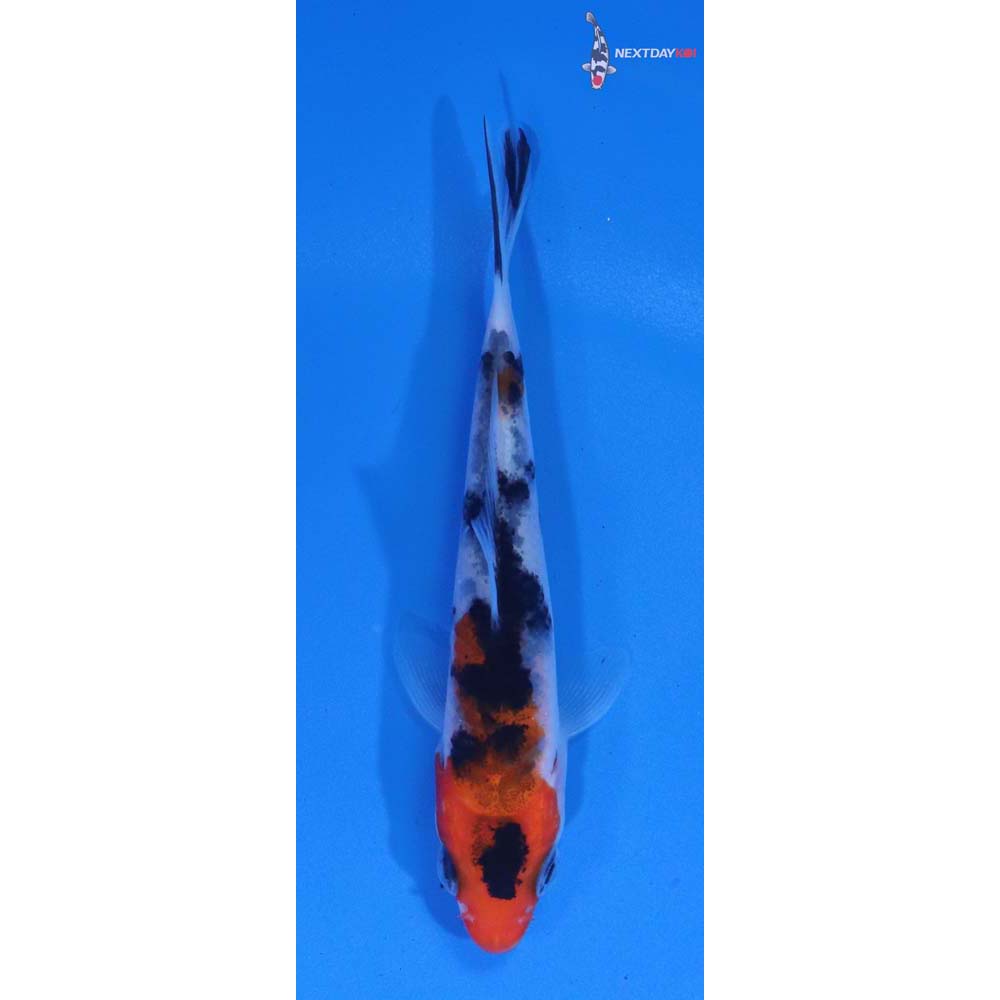 3” Imported Sanke