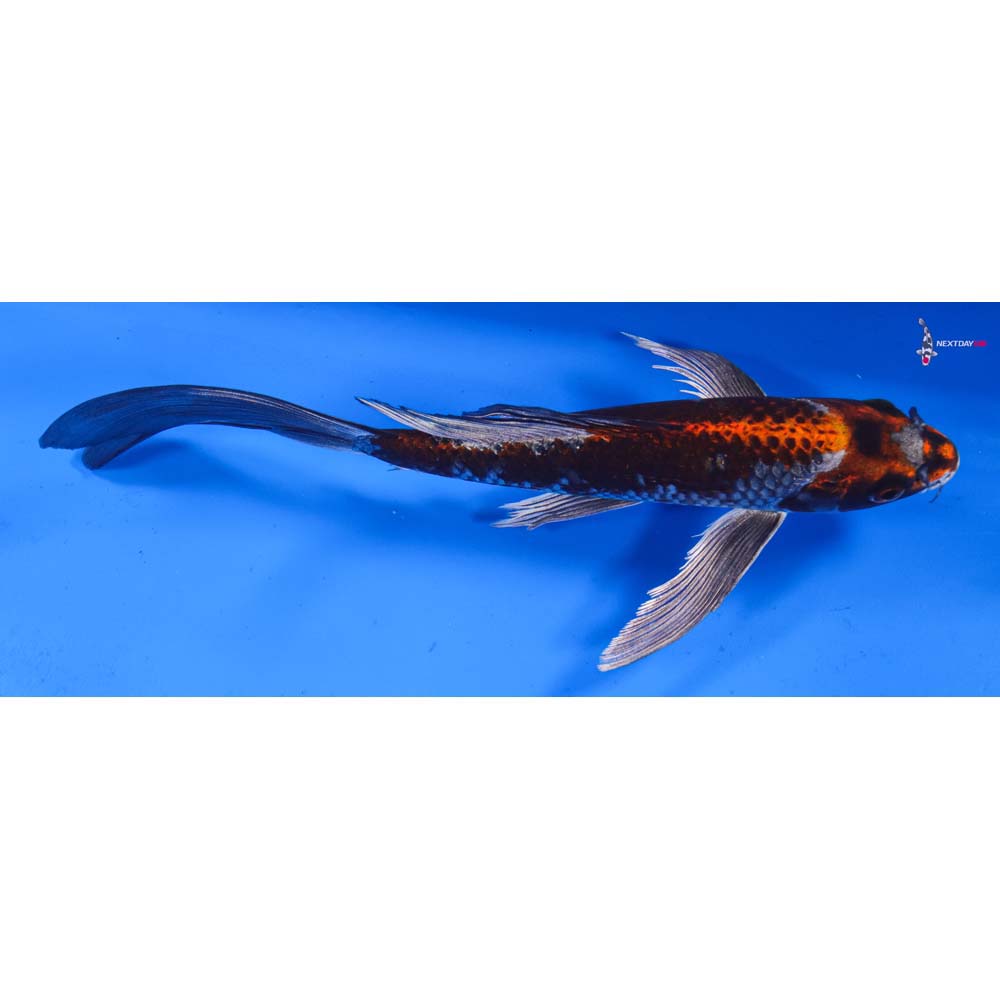 9.5” Imported Kujaku Butterfly Koi