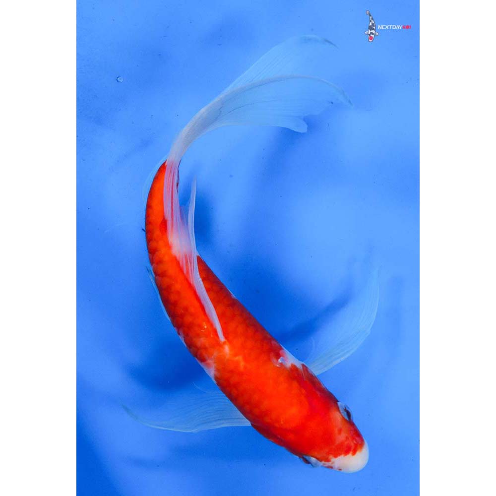 9.5” Imported Kohaku Butterfly Koi