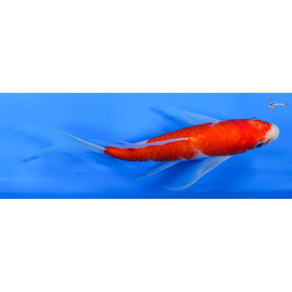 9.5” Imported Kohaku Butterfly Koi
