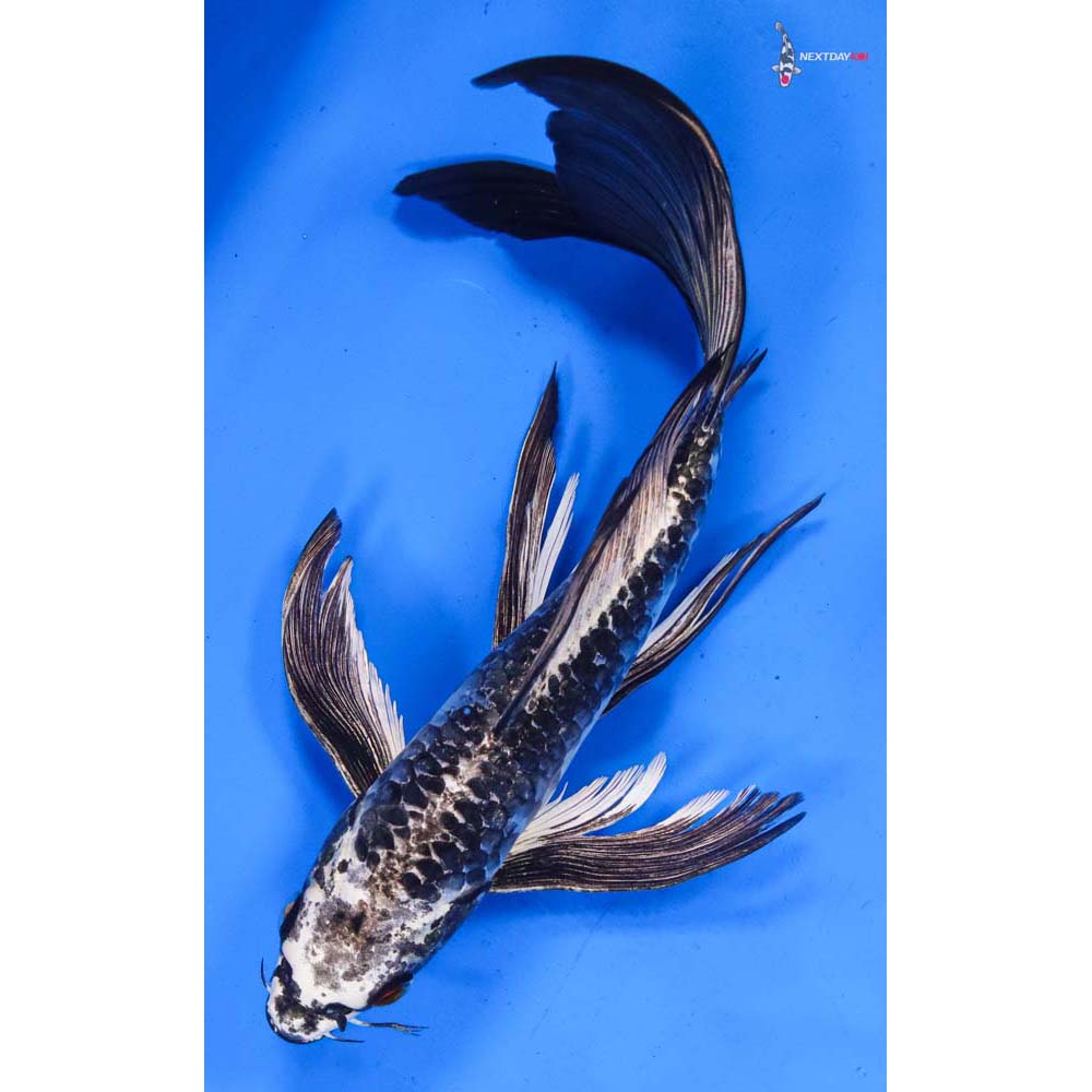 9.5” Imported Armor Scaled Gin Matsuba Butterfly Koi