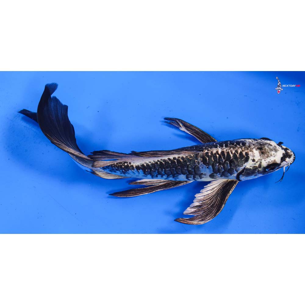 9.5” Imported Armor Scaled Gin Matsuba Butterfly Koi