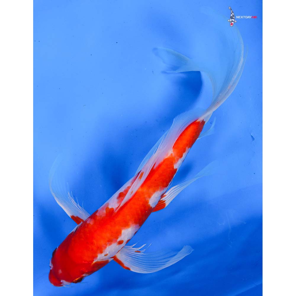9.5” Imported Kohaku Butterfly Koi