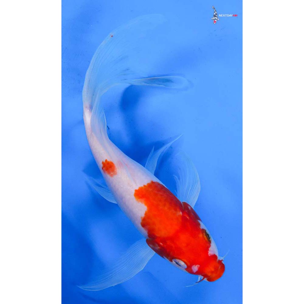 9” Imported Kohaku Butterfly Koi