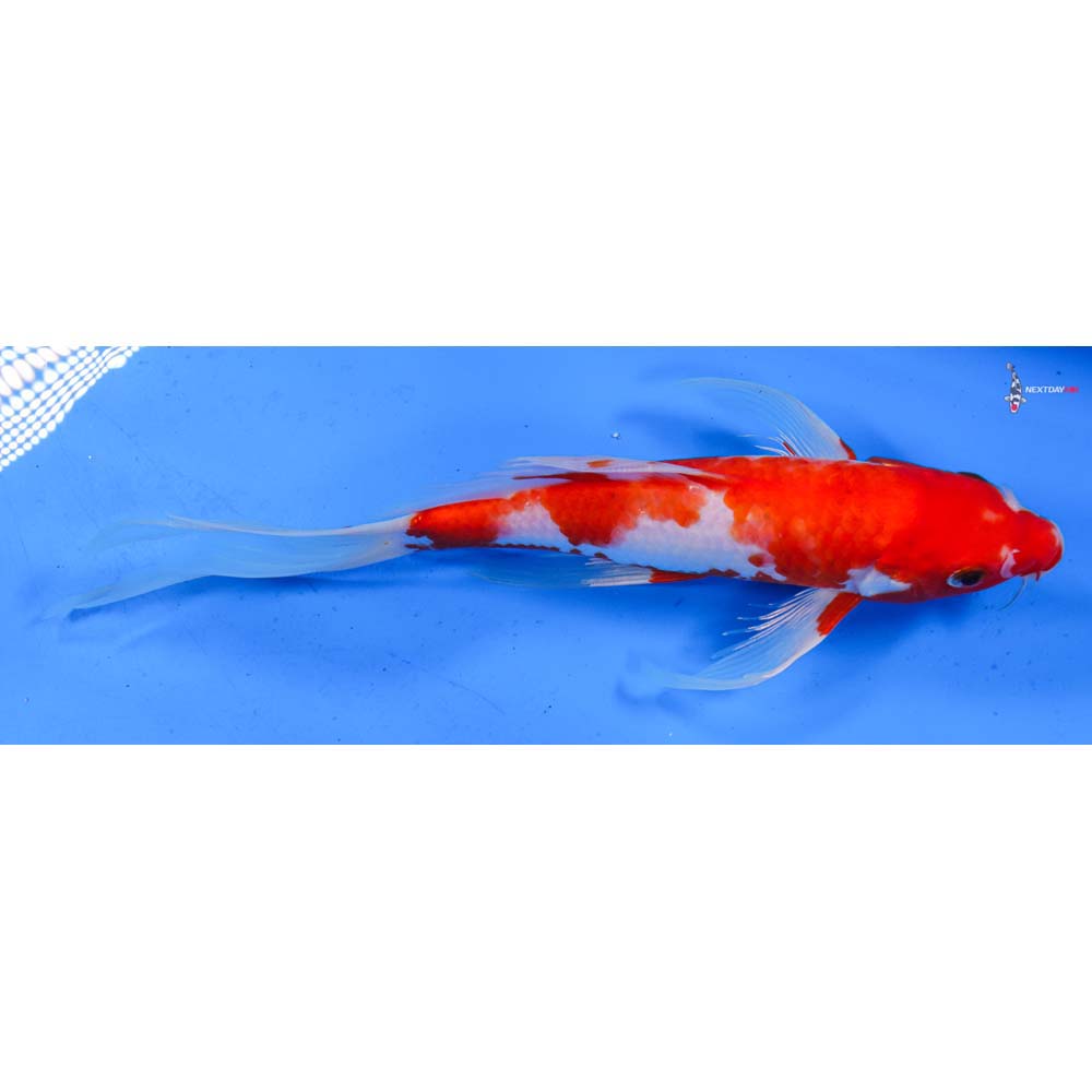 9.5” Imported Kohaku Butterfly Koi