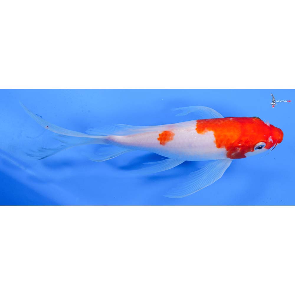 9” Imported Kohaku Butterfly Koi