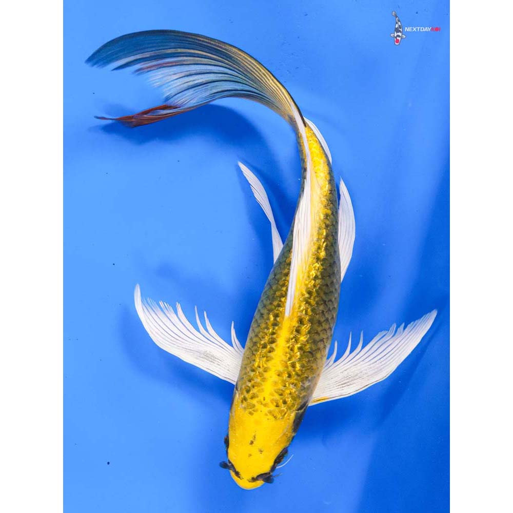 10” Imported Gin Rin Ki Matsuba Butterfly Koi