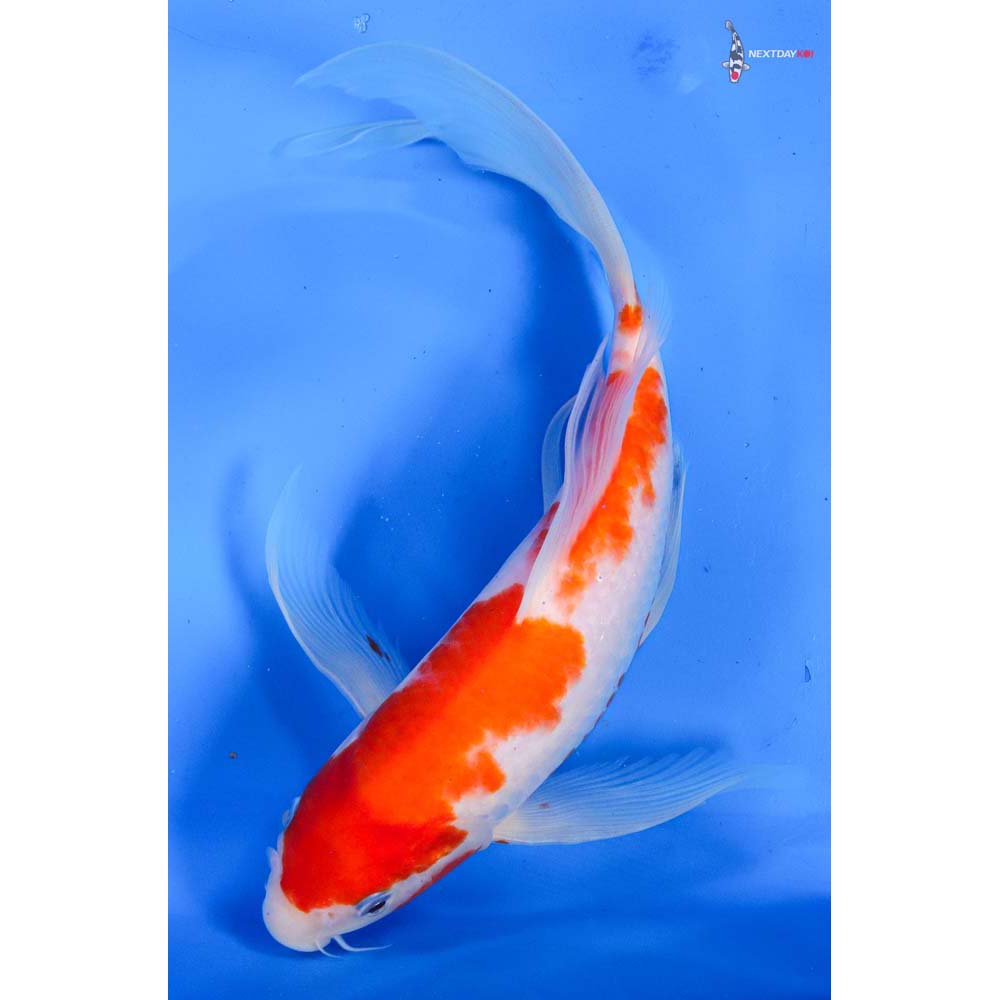10.5” Imported Kohaku Butterfly Koi