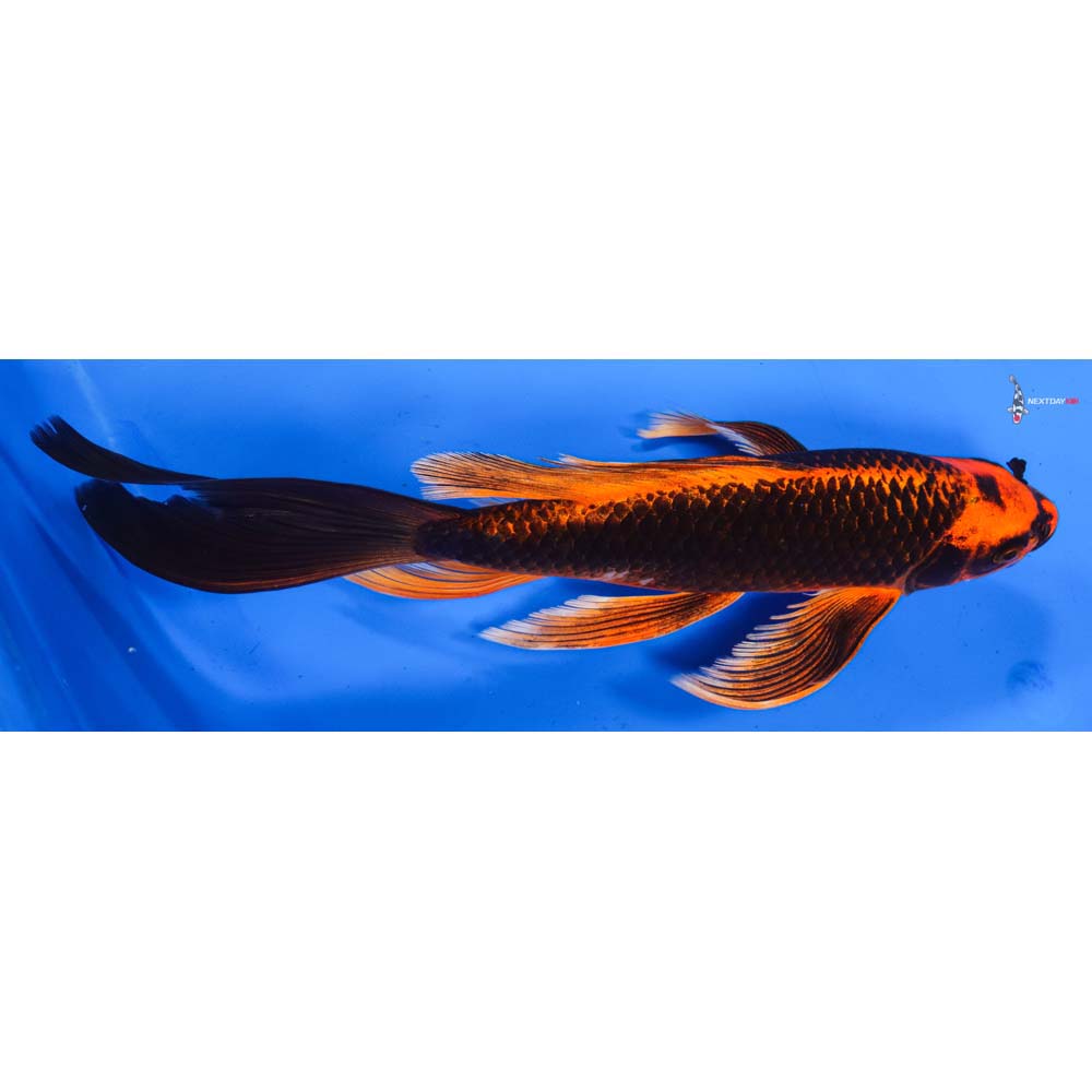 10.5” Imported Orenji Matsuba Butterfly Koi