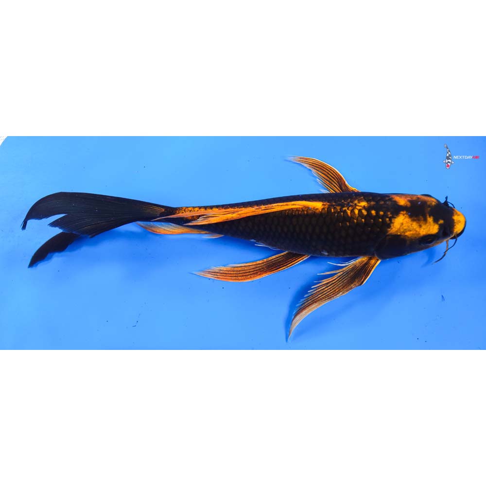 11” Imported Orenji Matsuba Butterfly Koi