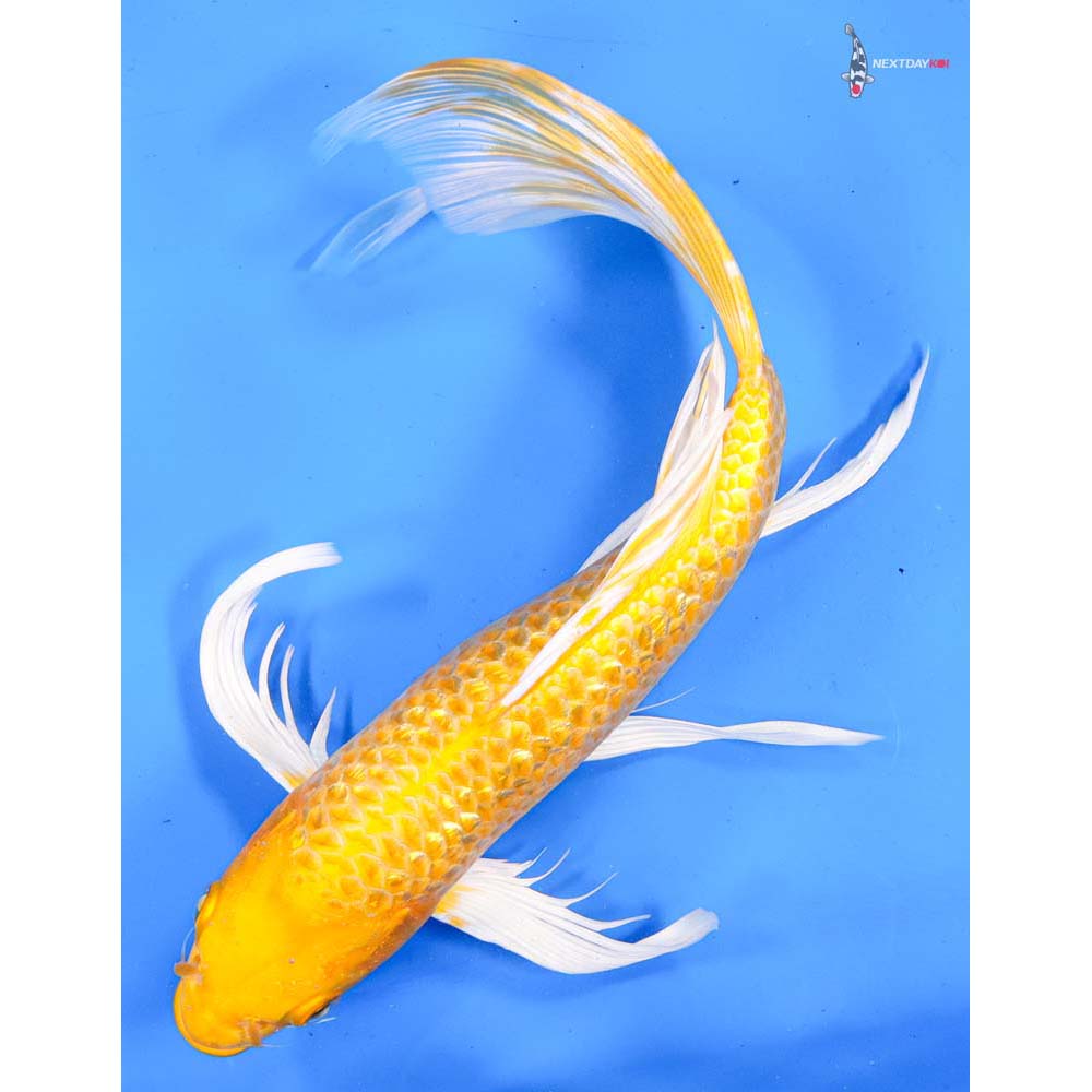 11” Imported Gin Rin Yamabuki Ogon Butterfly Koi