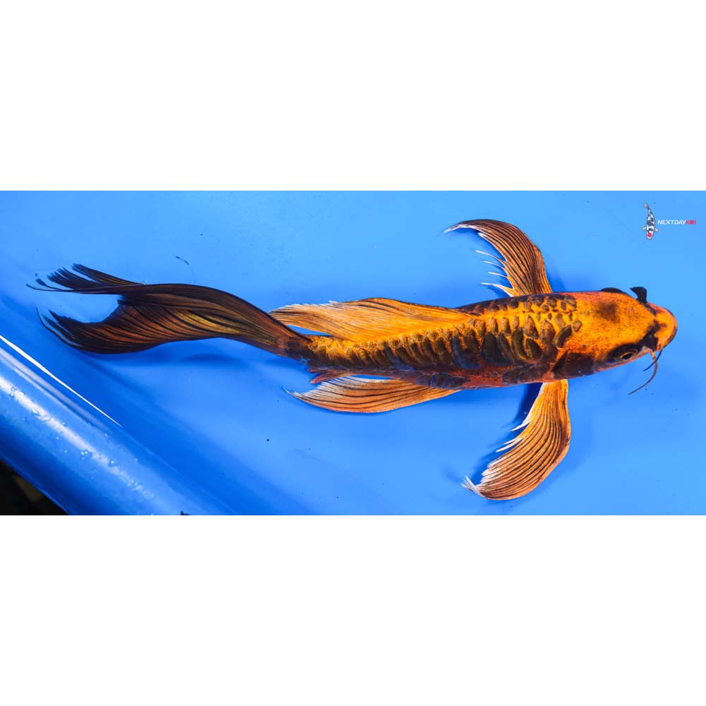 11.5” Imported Kin Kikokuryu Butterfly Koi