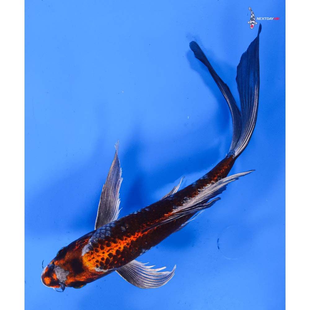 9.5” Imported Kujaku Butterfly Koi