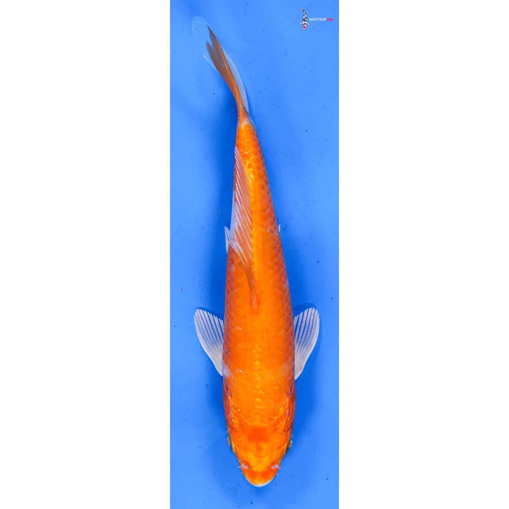 7.5” Imported Hariwake
