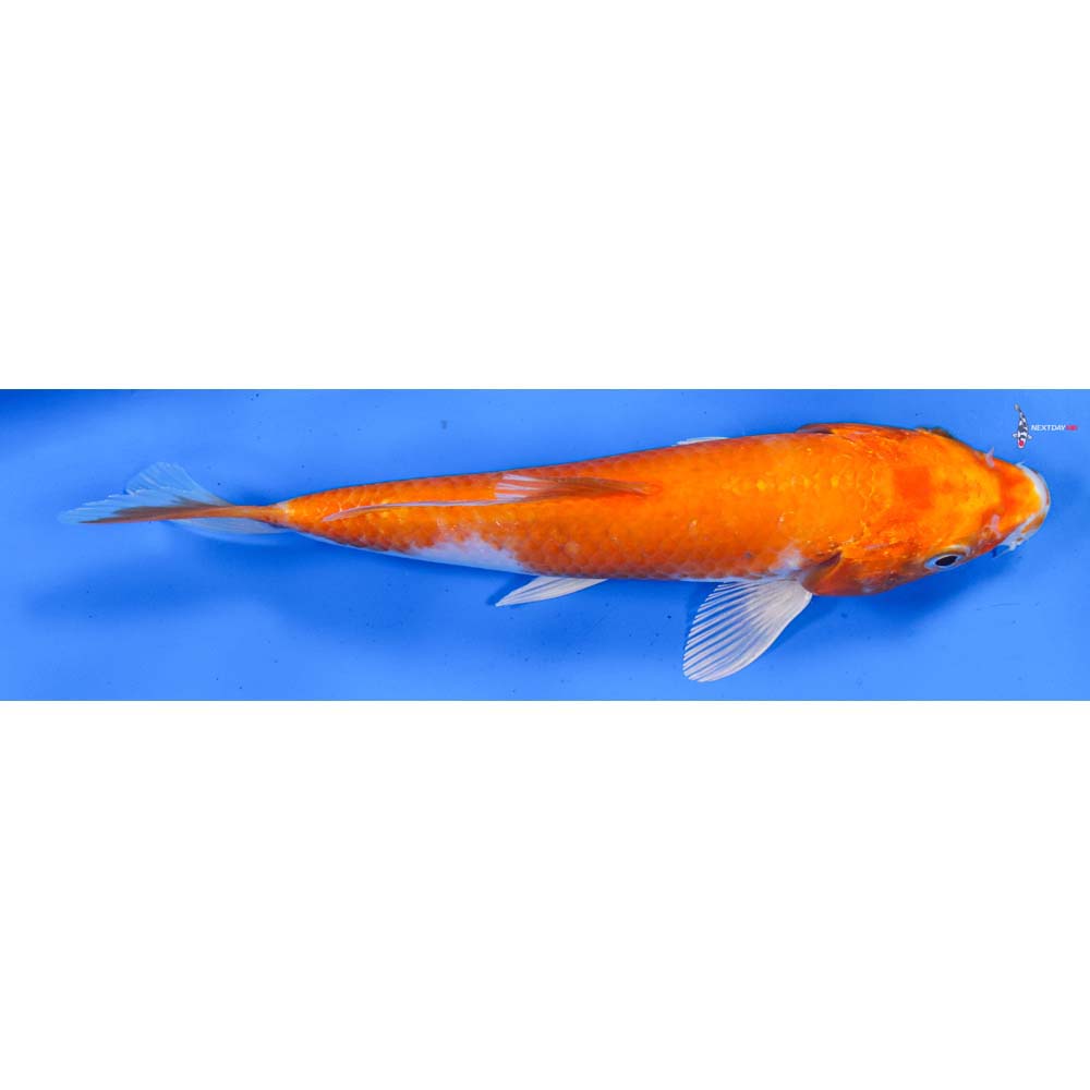 7.5” Imported Hariwake