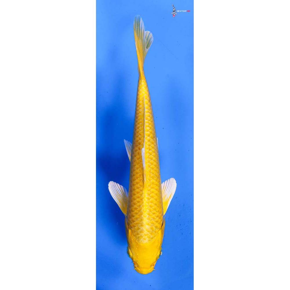 7” Imported Yamabuki Ogon