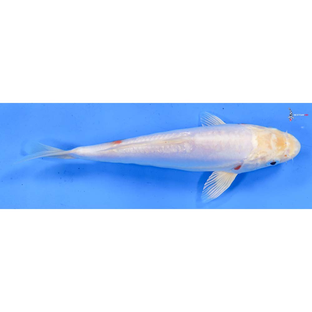 7.5” Imported Kikusui