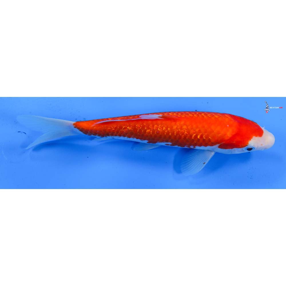 7.5” Imported Gin Rin Kohaku
