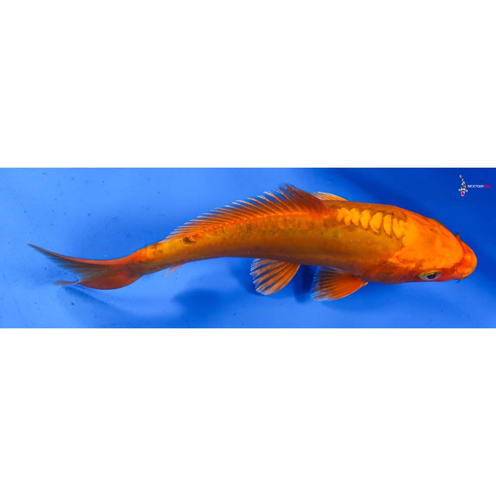 7.5” Imported Doitsu Orenji Ogon