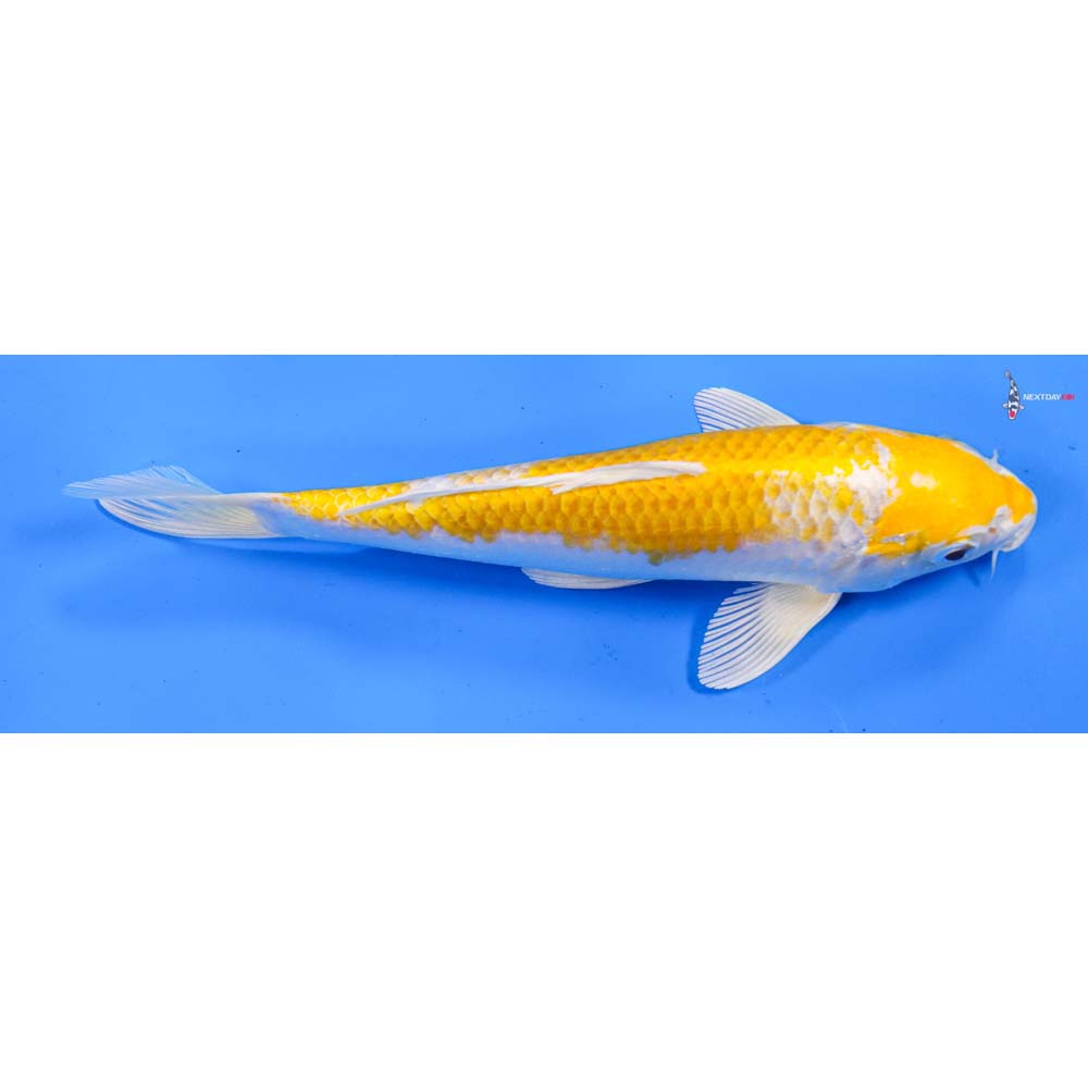 7.5” Imported Lemon Hariwake