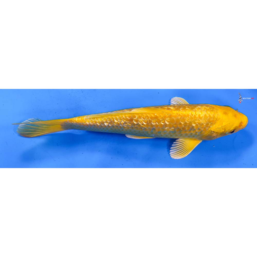 8” Imported Gin Rin Yamabuki Ogon