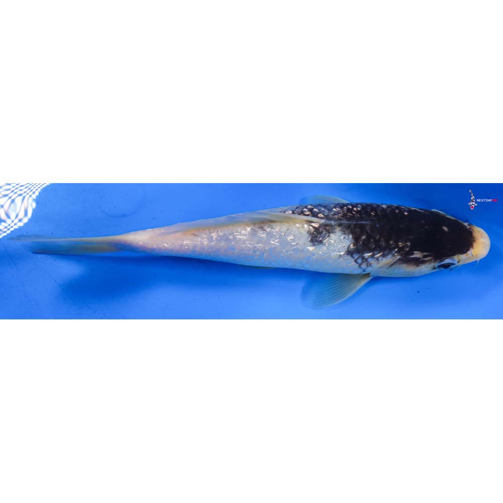 9.5” Imported Gin Rin Goromo