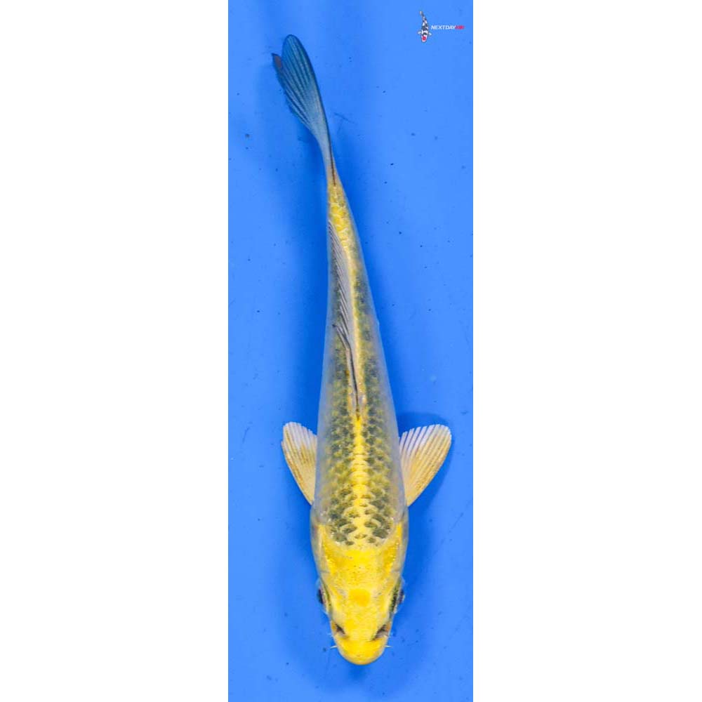 4” Imported Kin Ki Bekko