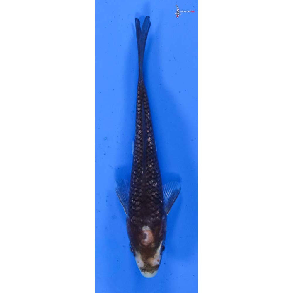 4.5” Imported Gin Rin Matsukawabakke