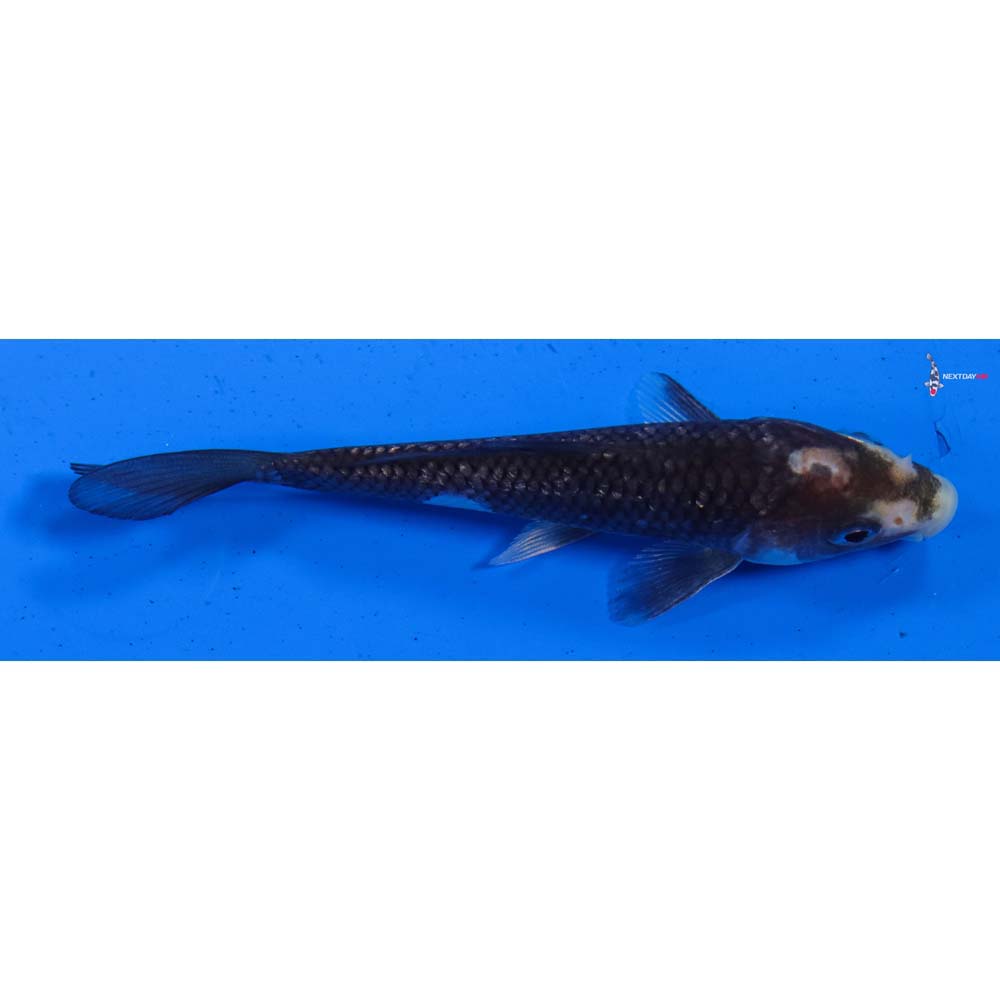 4.5” Imported Gin Rin Matsukawabakke