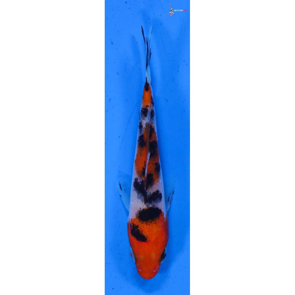 4” Imported Sanke