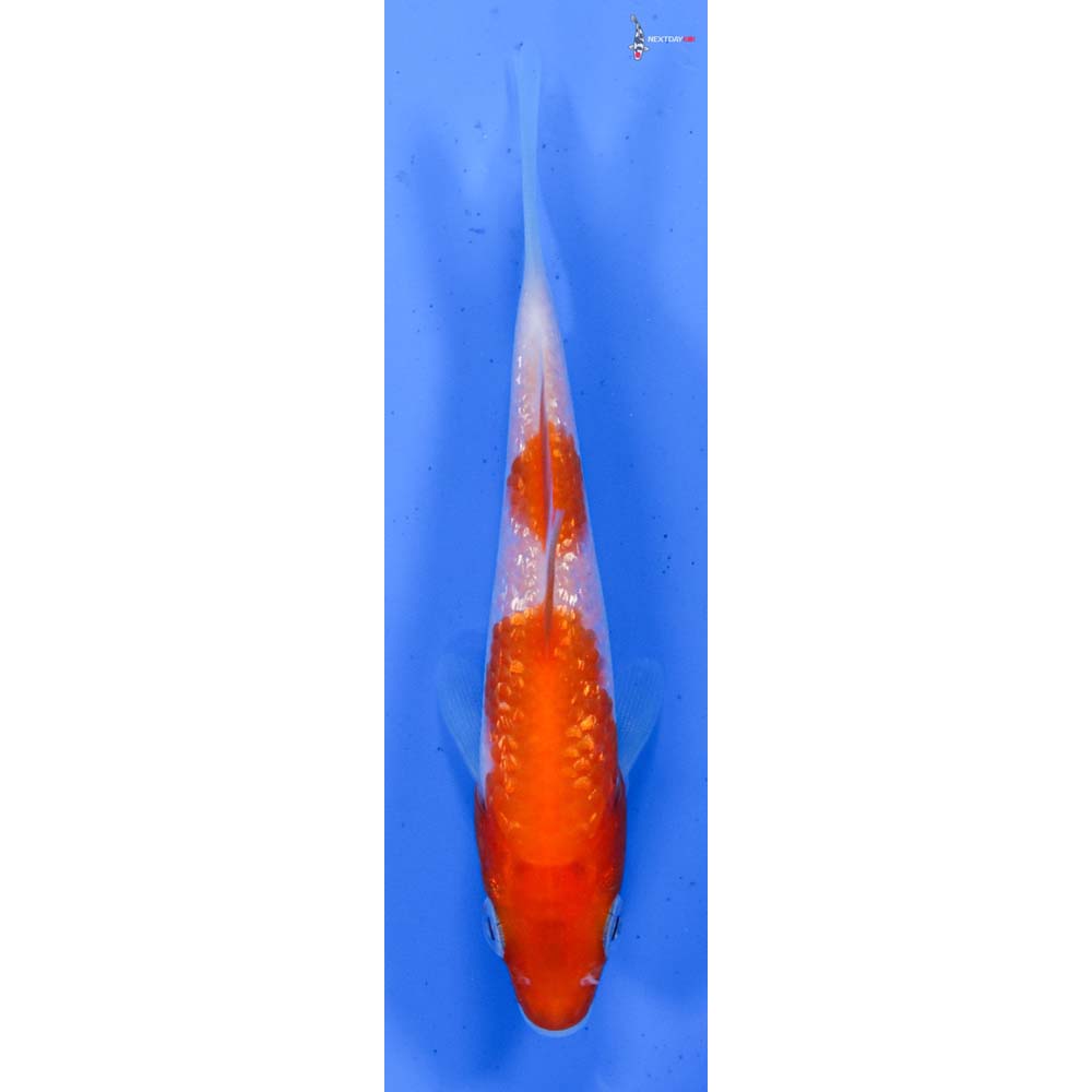 4” Imported Gin Rin Kohaku